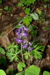 LarkspurDwarfSpring-20110425-1.jpg LarkspurDwarfSpring-20110425-1.jpg
