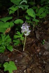 LarkspurDwarfSpring-20110425-3.jpg LarkspurDwarfSpring-20110425-3.jpg