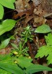 Cleavers-20110425.jpg Cleavers-20110425.jpg