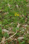 GoldenRagwort-1-20110425.jpg GoldenRagwort-1-20110425.jpg