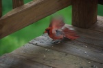 CardinalFeedingFlappingWings-20110618.jpg CardinalFeedingFlappingWings-20110618.jpg