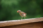 CardinalFemaleRainSoaked-20110618.jpg CardinalFemaleRainSoaked-20110618.jpg