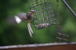 MockingbirdOnFeeder-20110618.jpg MockingbirdOnFeeder-20110618.jpg