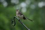 MockingbirdRainSoakedt-20110618.jpg MockingbirdRainSoakedt-20110618.jpg