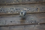 NuthatchFeeding-20110618.jpg NuthatchFeeding-20110618.jpg