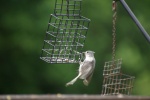 NuthatchOnFeeder-20110618.jpg NuthatchOnFeeder-20110618.jpg