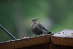 WoodpeckerRedBellyFledgling-20110618.jpg WoodpeckerRedBellyFledgling-20110618.jpg