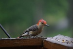 WoodpeckerRedBellyRainSoaked-20110618.jpg WoodpeckerRedBellyRainSoaked-20110618.jpg