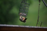WoodpeckerRedBellyRainSoakedOnFeeder-20110618.jpg WoodpeckerRedBellyRainSoakedOnFeeder-20110618.jpg