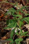 CutLeavedToothWort1-20110410.jpg CutLeavedToothWort1-20110410.jpg