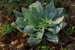 CutLeavedToothWort2-20110410.jpg CutLeavedToothWort2-20110410.jpg