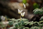 DutchmansBreeches1-20110410.jpg DutchmansBreeches1-20110410.jpg