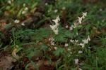 DutchmansBreeches2-20110410.jpg DutchmansBreeches2-20110410.jpg