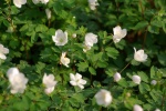 FalseRueAnemone-20110410.jpg FalseRueAnemone-20110410.jpg