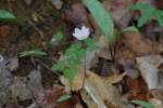 RueAnemone-20110410.jpg RueAnemone-20110410.jpg