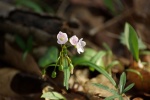 SpringBeauty1-20110410.jpg SpringBeauty1-20110410.jpg