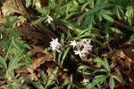 SpringBeauty2-20110410.jpg SpringBeauty2-20110410.jpg