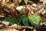 Trillium-20110410.jpg Trillium-20110410.jpg