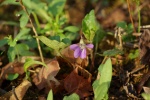 Violet-20110410.jpg Violet-20110410.jpg