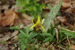 YellowTroutLily-20110410.jpg YellowTroutLily-20110410.jpg