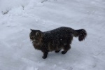 BuckeySnowCat-20100215.jpg BuckeySnowCat-20100215.jpg