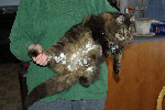 BuckeySnowball-20090128.gif BuckeySnowball-20090128.gif