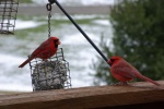 CardinalsSnow-20091230.jpg CardinalsSnow-20091230.jpg