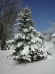 SnowCoveredTree-20030223.jpg SnowCoveredTree-20030223.jpg
