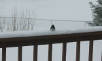 Snowbird-20111220.jpg Snowbird-20111220.jpg