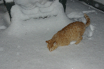 SpenserSnowOnDeck-20090128.gif SpenserSnowOnDeck-20090128.gif