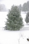 WhitePineWinter-20110120.jpg WhitePineWinter-20110120.jpg